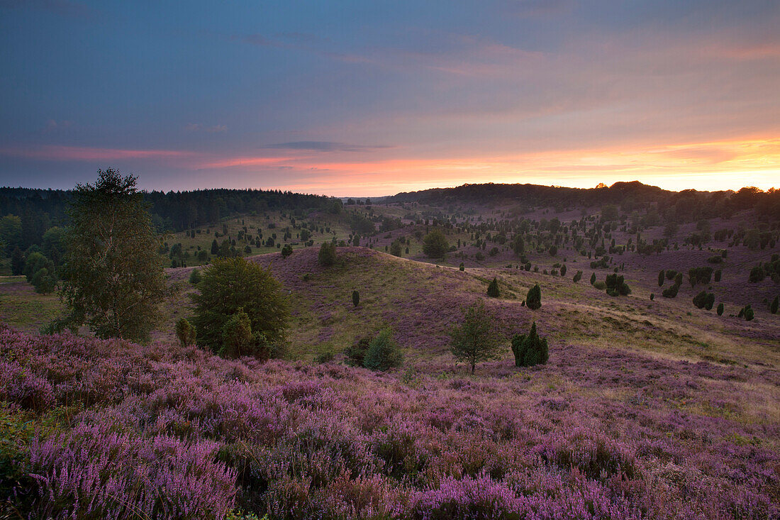 Wacholder und blühendes Heidekraut am Abend, Totengrund, Lüneburger Heide, Niedersachsen, Deutschland, Europa