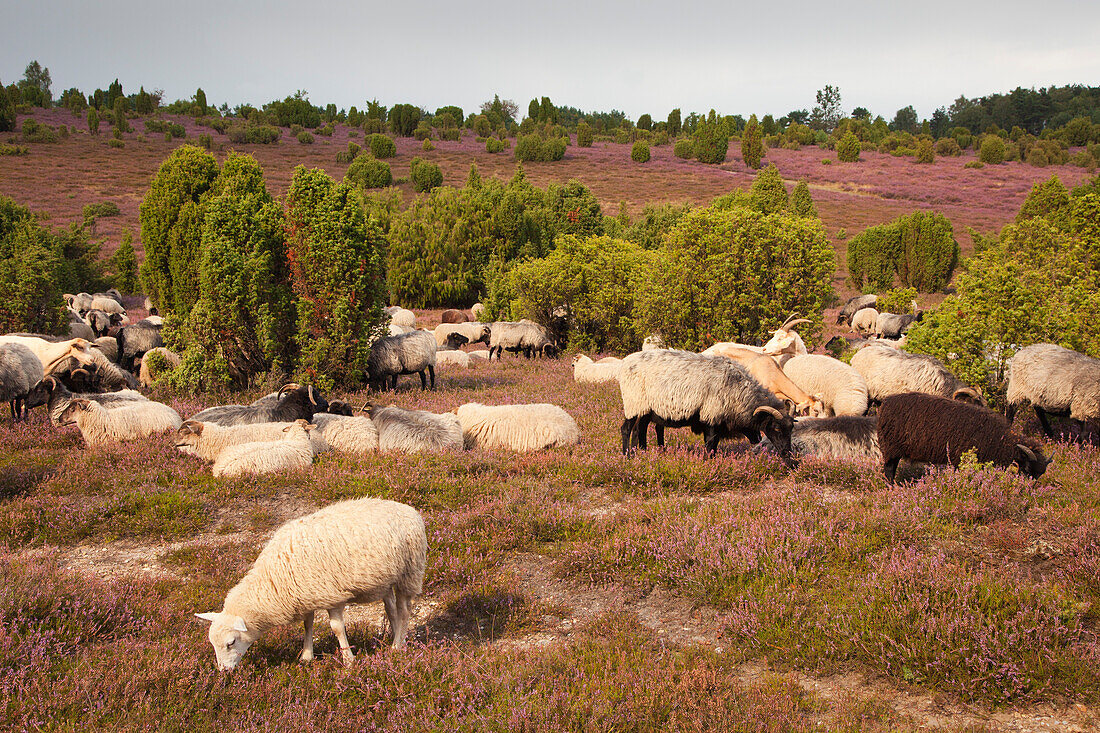 Sheep at Lueneburger Heide, Lueneburg Heath, Lower Saxony, Germany, Europe