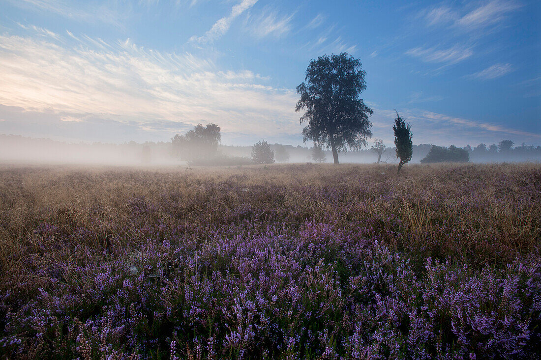 Birch and blooming heather in the morning mist, Lueneburg Heath, Lower Saxony, Germany, Europe