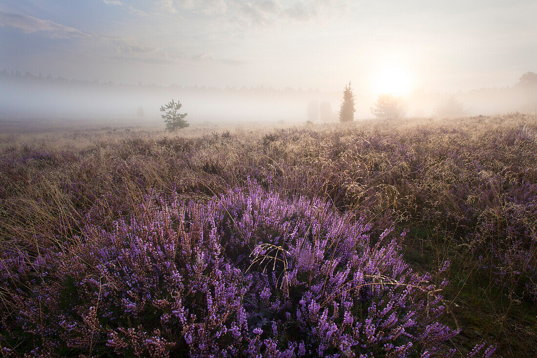 Wacholder und blühendes Heidekraut im Morgennebel, Lüneburger Heide, Niedersachsen, Deutschland, Europa