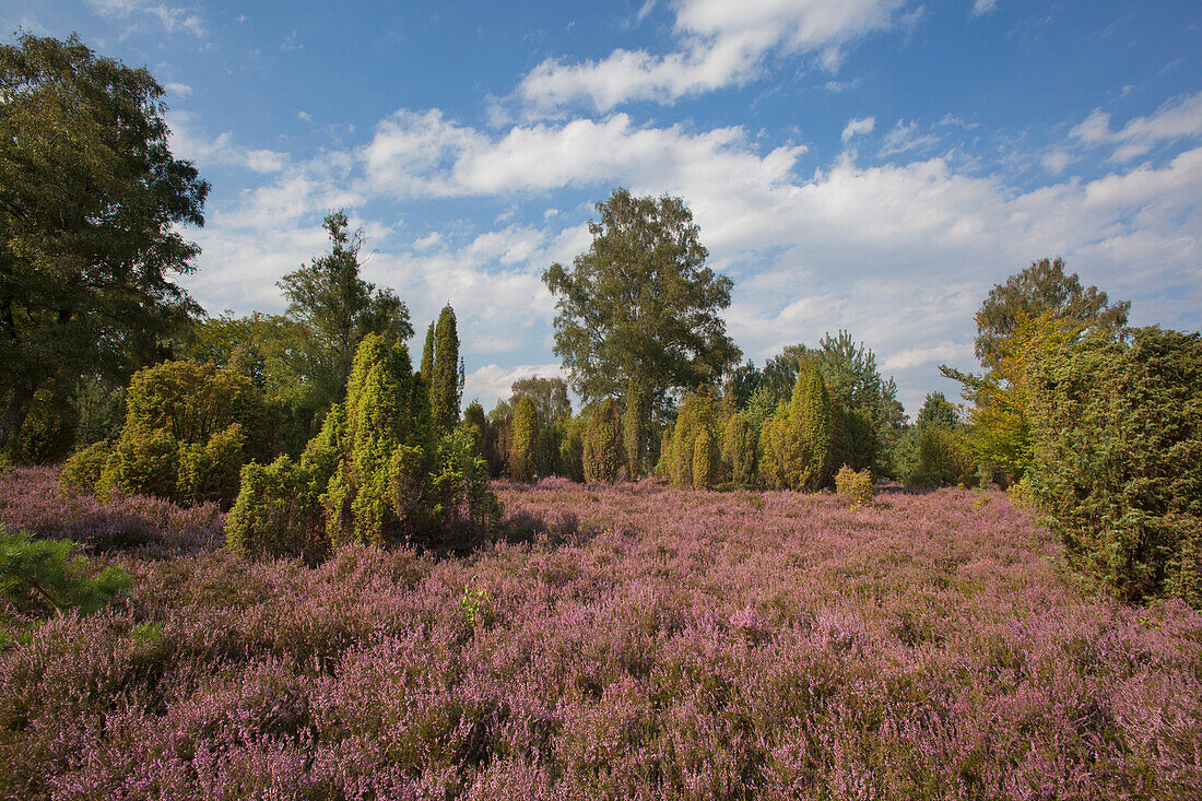 Wacholder und blühendes Heidekraut, Lüneburger Heide, Niedersachsen, Deutschland, Europa