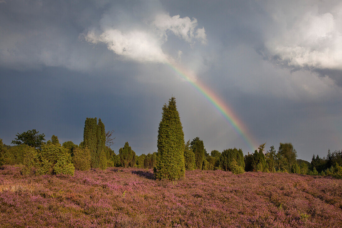 Regenbogen über der Heide, Lüneburger Heide, Niedersachsen, Deutschland, Europa