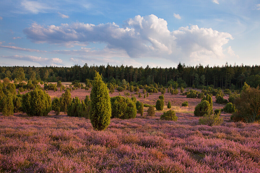 Wacholder und blühendes Heidekraut, Lüneburger Heide, Niedersachsen, Deutschland, Europa