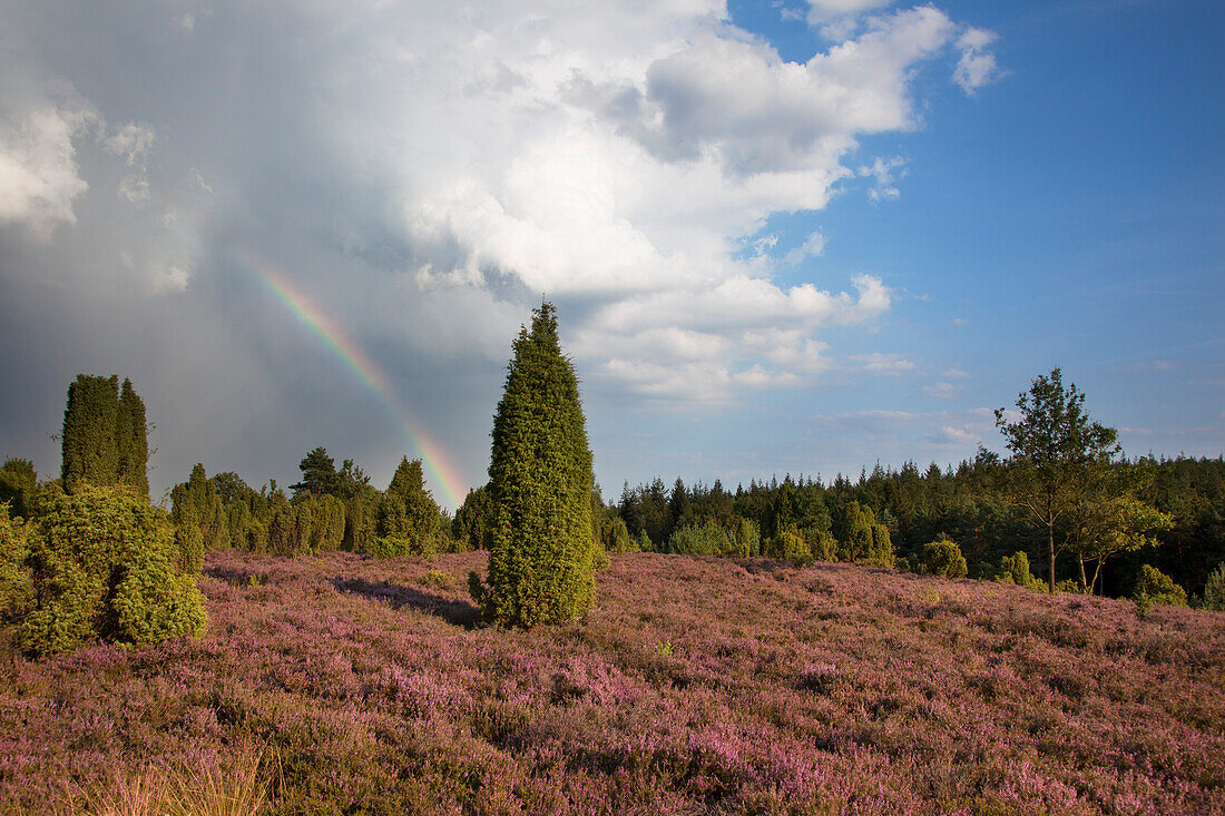Rainbow over heather, Lueneburg Heath, Lower Saxony, Germany, Europe