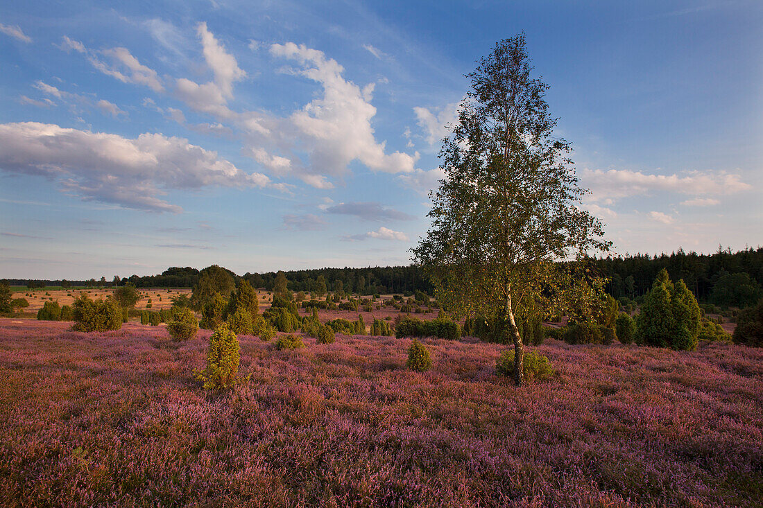 Birch and blooming heather, Lueneburg Heath, Lower Saxony, Germany, Europe