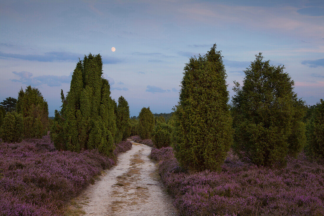 Wacholder und blühendes Heidekraut im Mondlicht, Lüneburger Heide, Niedersachsen, Deutschland