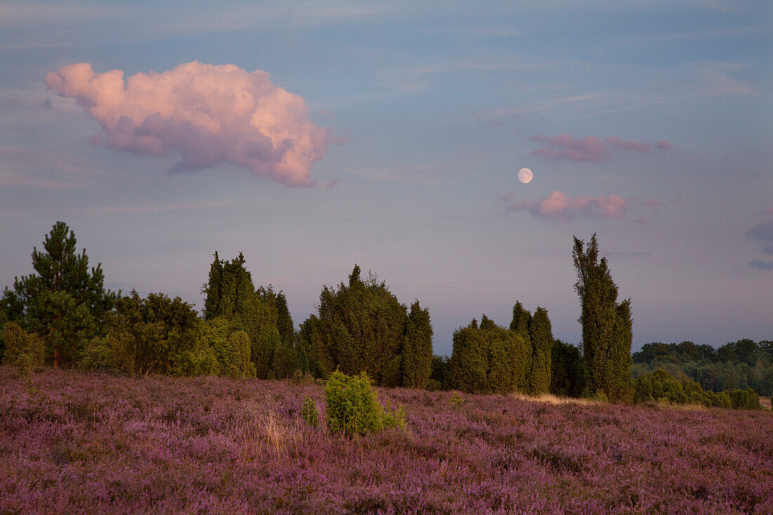 Mond über Wacholder und blühendem Heidekraut, Lüneburger Heide, Niedersachsen, Deutschland, Europa
