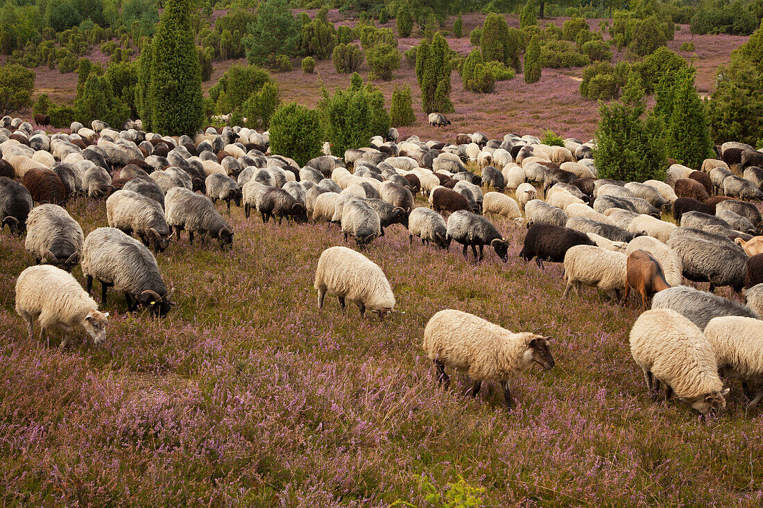 Heidschnucken in der Lüneburger Heide, Niedersachsen, Deutschland