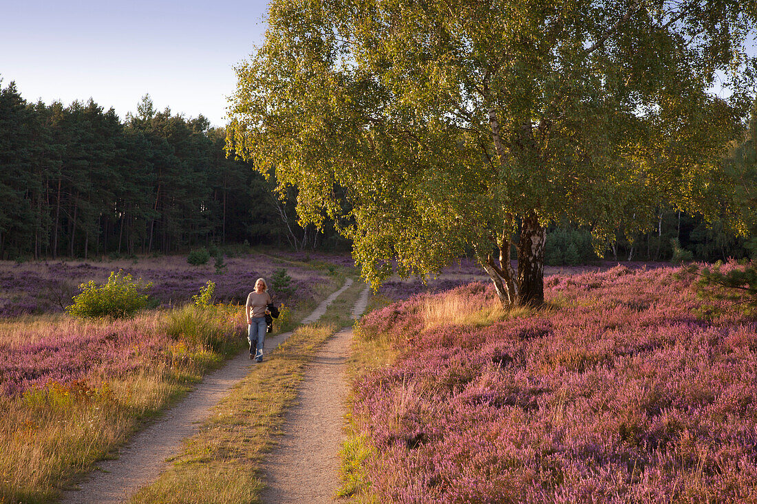 Frau wandert auf einem Weg durch das blühende Heidekraut, Lüneburger Heide, Niedersachsen, Deutschland