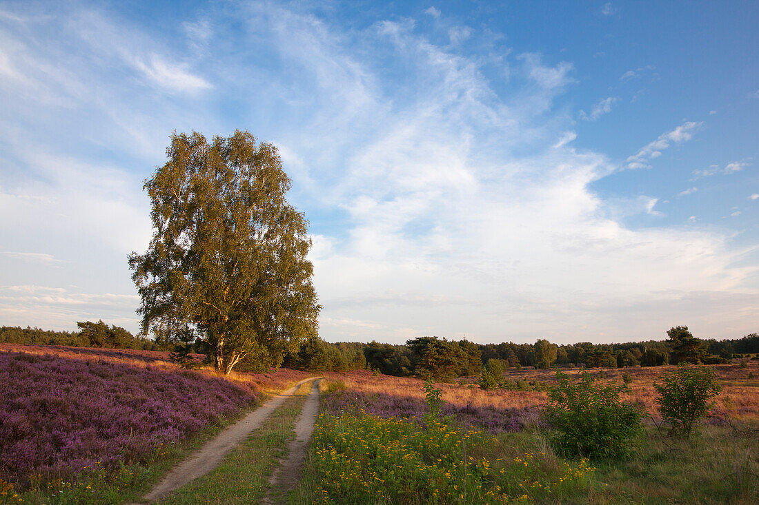 Birch at a path through the heather, Lueneburger Heide, Lower Saxony, Germany