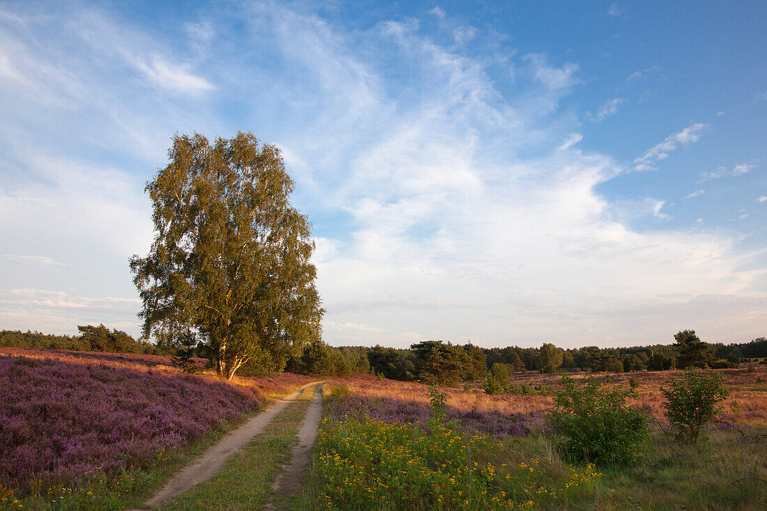 Birke an einem Weg durch das blühende Heidekraut, Lüneburger Heide, Niedersachsen, Deutschland