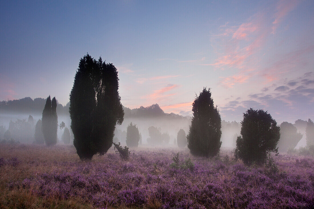 Wacholder und blühendes Heidekraut im Morgennebel, Steingrund bei Wilsede, Lüneburger Heide, Niedersachsen, Deutschland