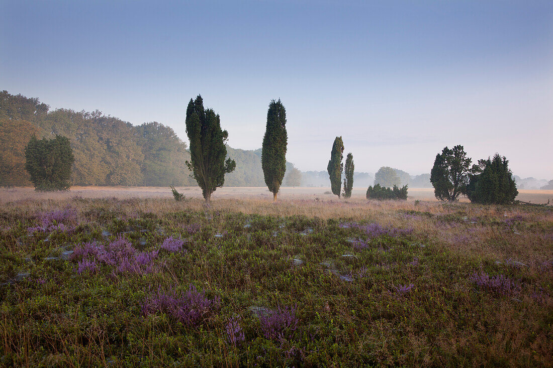 Wacholder und blühendes Heidekraut im Morgennebel, Totengrund bei Wilsede, Lüneburger Heide, Niedersachsen, Deutschland