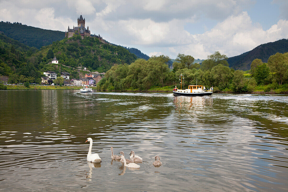 Schwan mit Jungvögeln, Reichsburg bei Cochem, Mosel, Rheinland-Pfalz, Deutschland