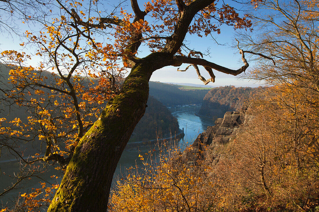 View from Rheinsteig hiking trail over the Spitznack rock to the Loreley, near St Goarshausen, Rhine river, Rhineland-Palatinate, Germany