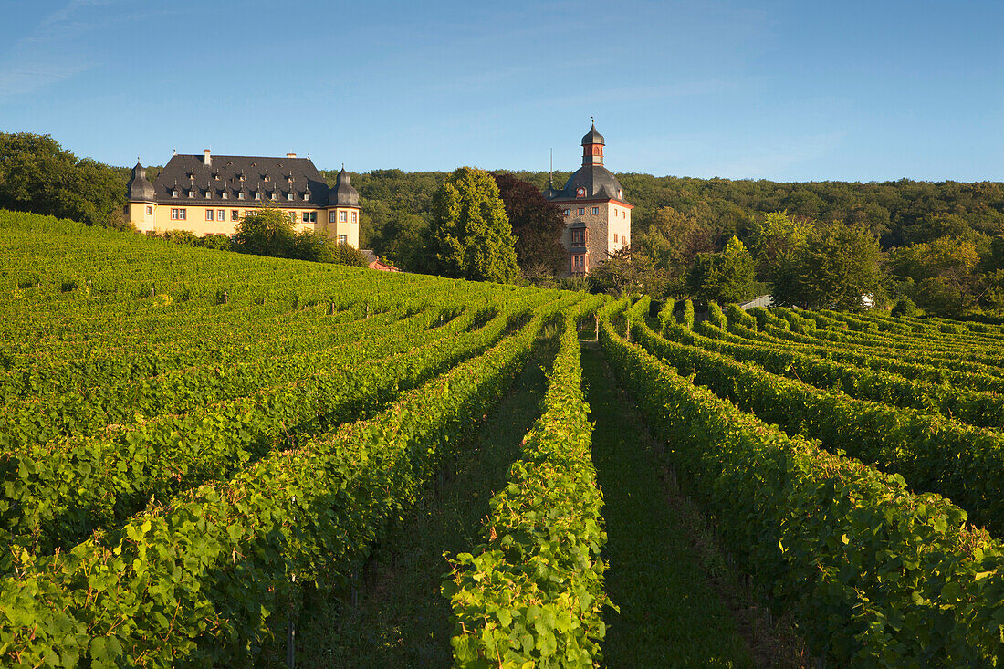 Vollrads castle, Rheingau, Rhine river, Hesse, Germany