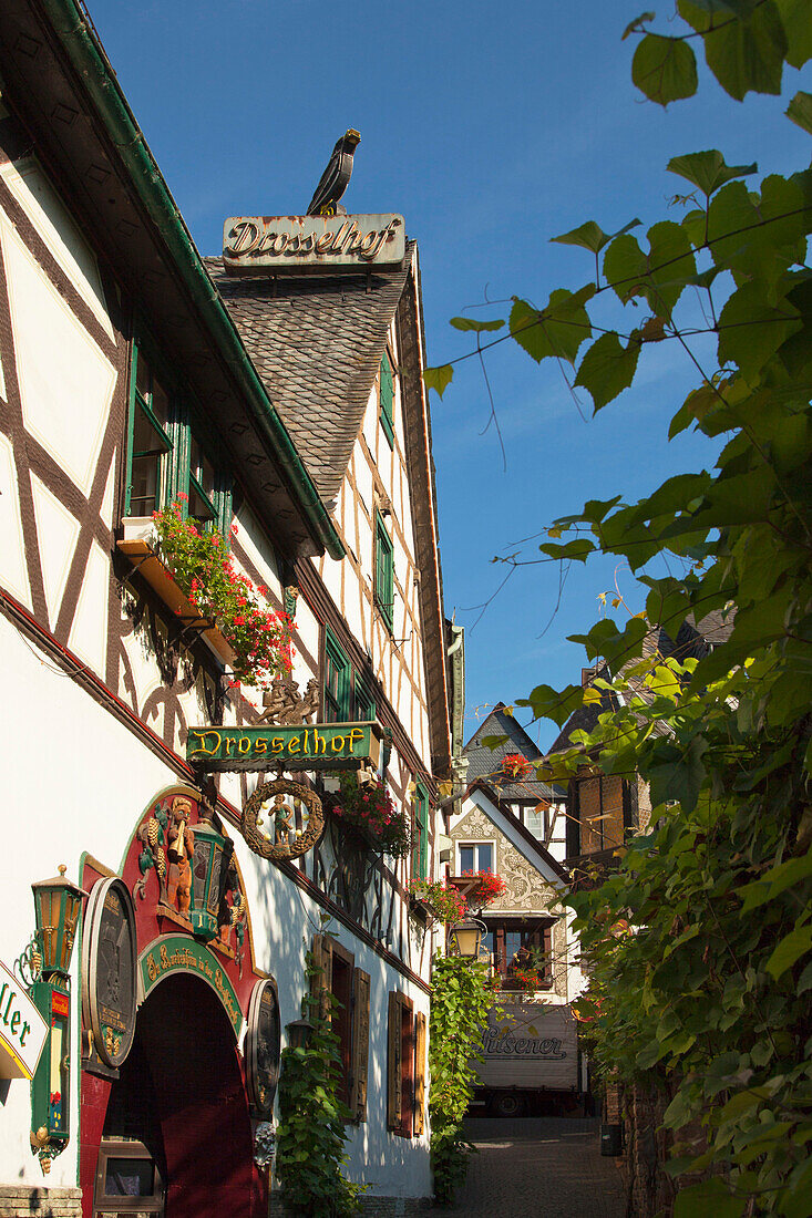 Drosselhof in der Drosselgasse, Rüdesheim, Rhein, Rheingau, Hessen, Deutschland