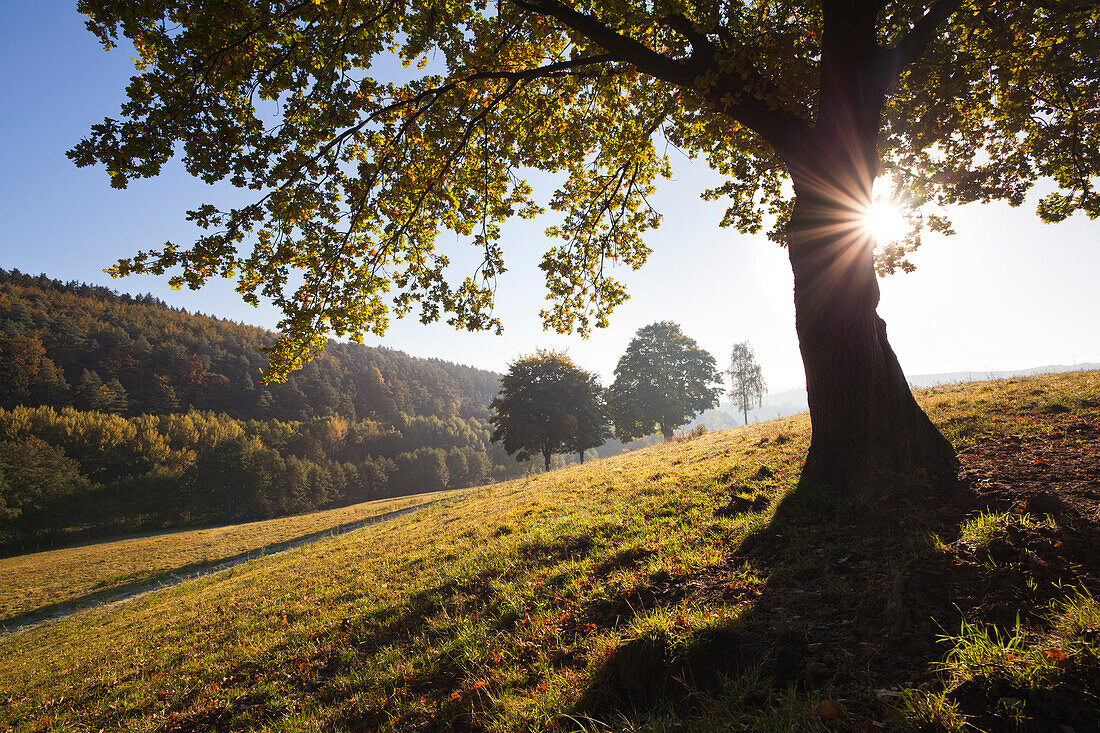 Oak in back light, near Arnsberg, Sauerland region, North Rhine-Westphalia, Germany