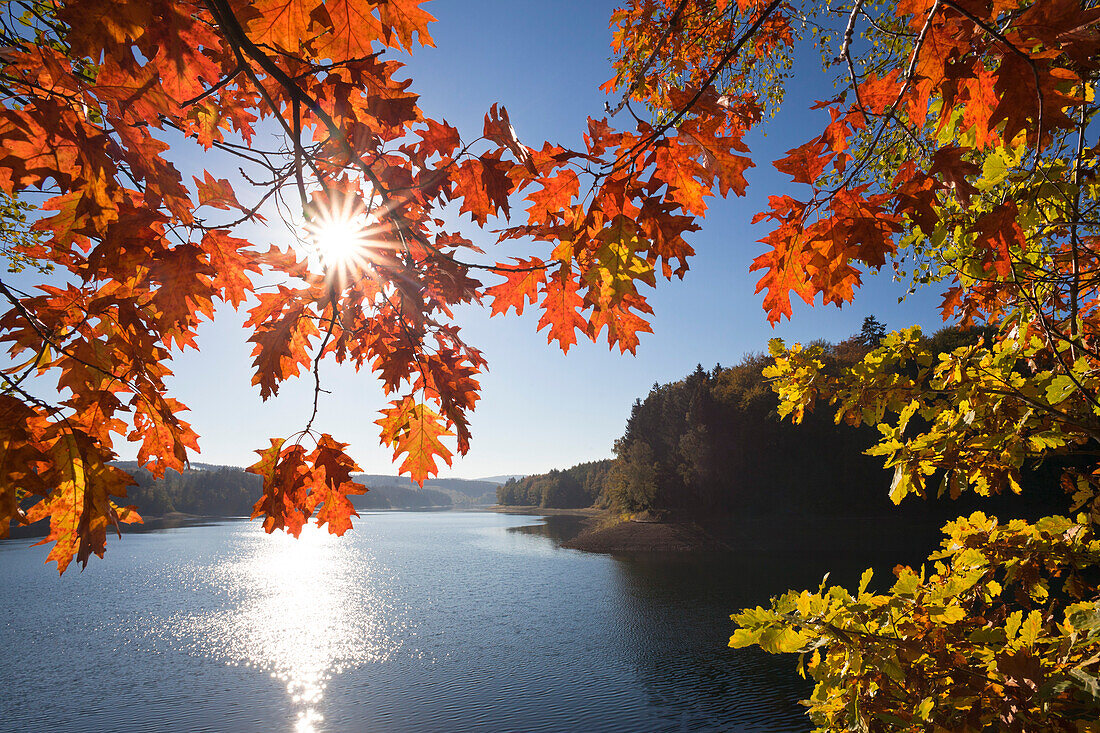 Autumn leafs at Sorpesee, near Sundern, Sauerland region, North Rhine-Westphalia, Germany