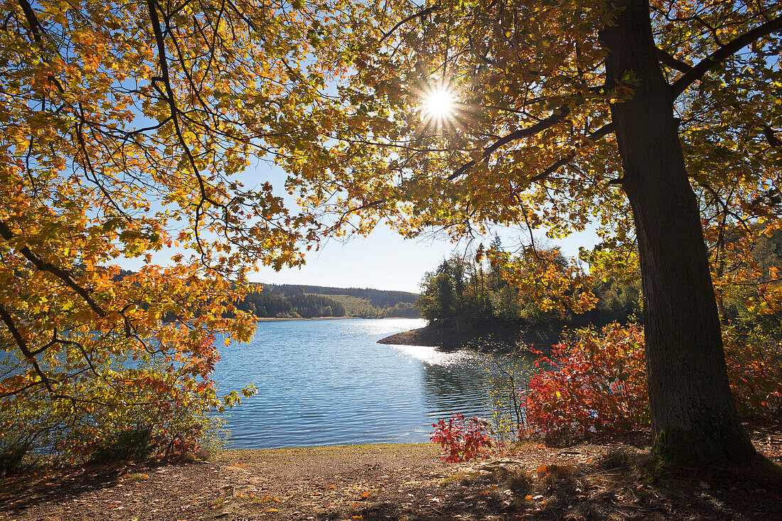 Autumn leafs at Sorpe Dam, near Sundern, Sauerland region, North Rhine-Westphalia, Germany