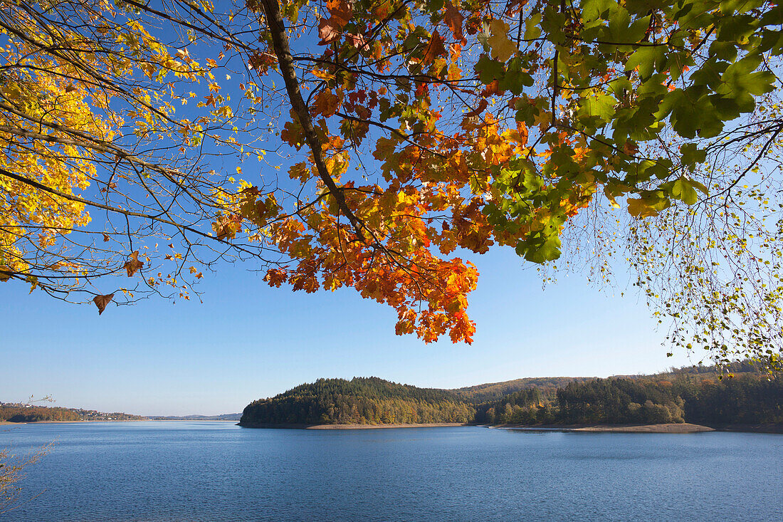 Autumn leafs at Sorpe Dam, near Sundern, Sauerland region, North Rhine-Westphalia, Germany