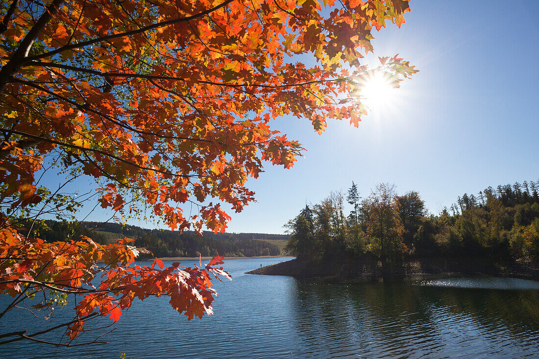 Autumn leafs at Sorpe Dam, near Sundern, Sauerland region, North Rhine-Westphalia, Germany