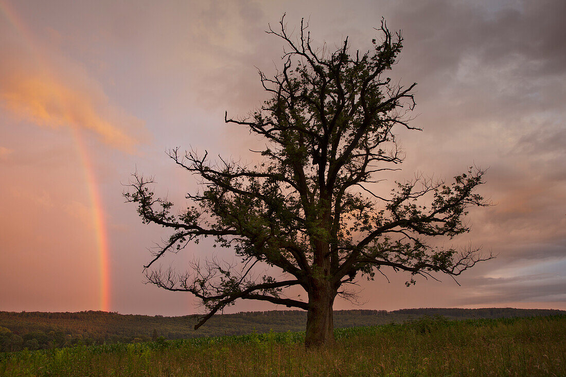 Eiche, Regenbogen vor dunklen Gewitterwolken, Solling, Niedersachsen, Deutschland