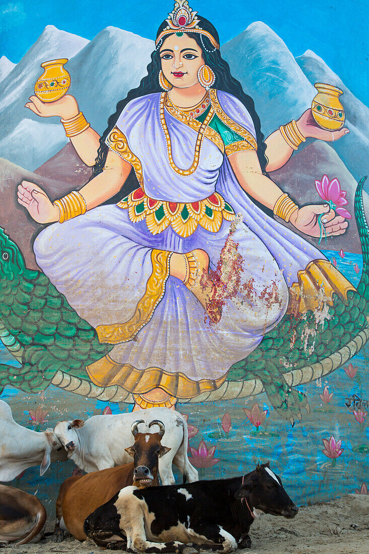 Cattle relax in front of mural of Lakshmi, Goddess of Wealth and Beaty, on a water tower at Dasaswamedh Ghat, Varanasi, Uttar Pradesh, India