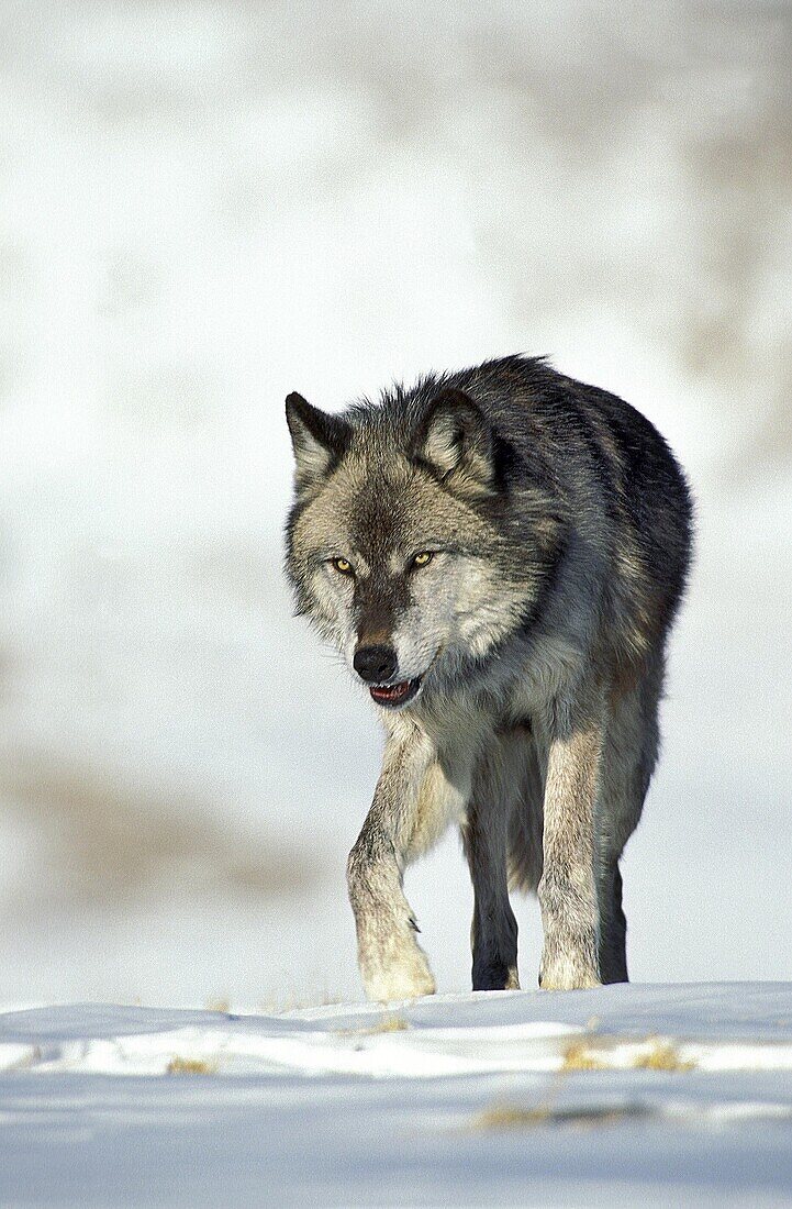 North American Grey Wolf, canis lupus occidentalis, Adult standing on Snow, Canada