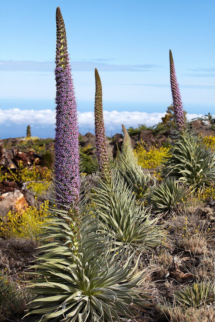 Echium wildpretii, Tajinaste, Caldera de Taburiente National Park, La Palma, Canary Islands, Spain