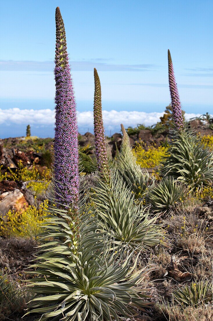 Echium wildpretii, Tajinaste, Caldera de Taburiente National Park, La Palma, Kanarische Inseln, Spanien