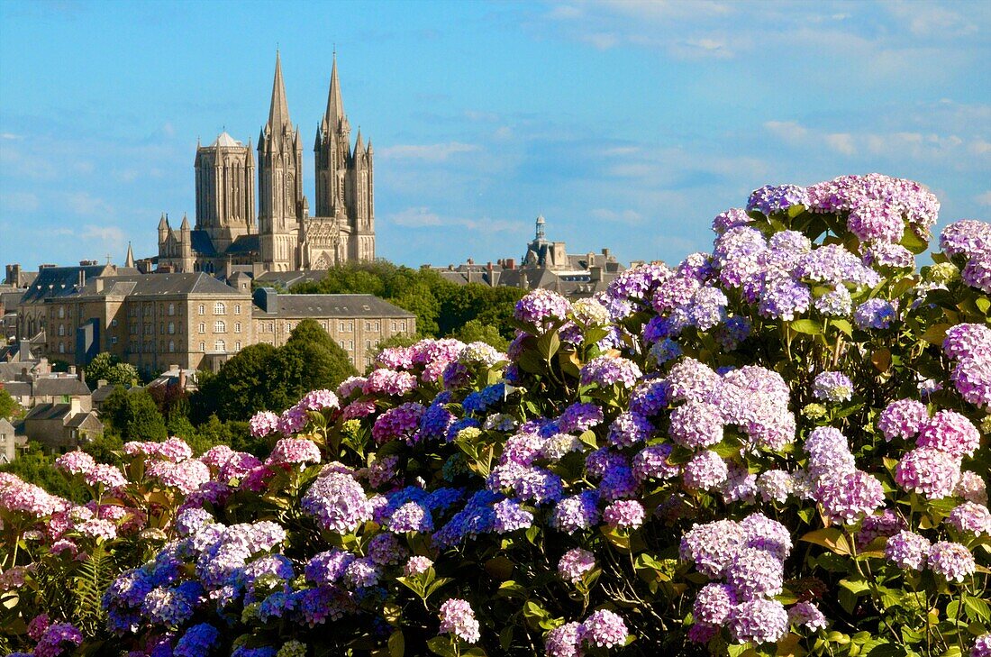Panorama with pink and blue hydrangeas in the foreground and town of Coutances with Notre Dame cathedral 14th c  in background, Coutances, Cotentin, Normandy, France