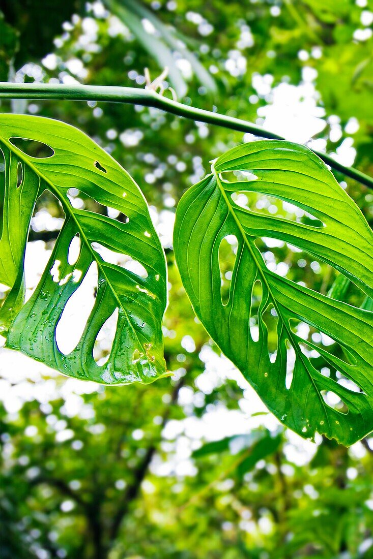 Monteverde Cloud Forest Reserve, Santa Elena, Costa Rica.