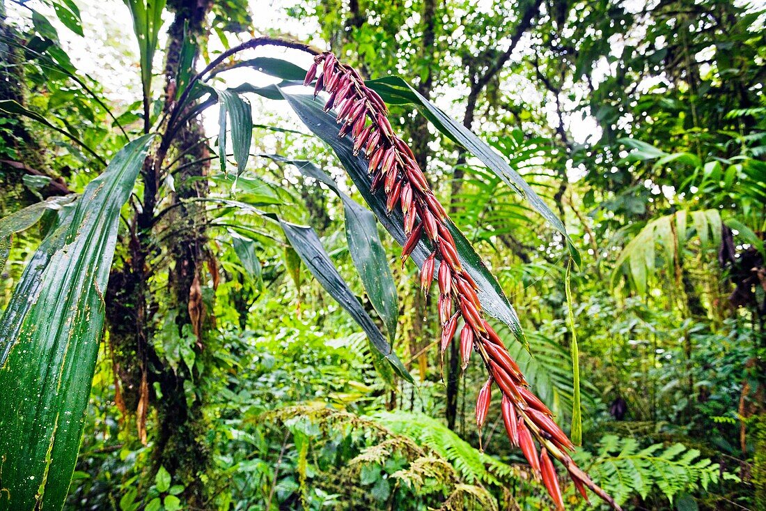 Monteverde Cloud Forest Reserve, Santa Elena, Costa Rica.