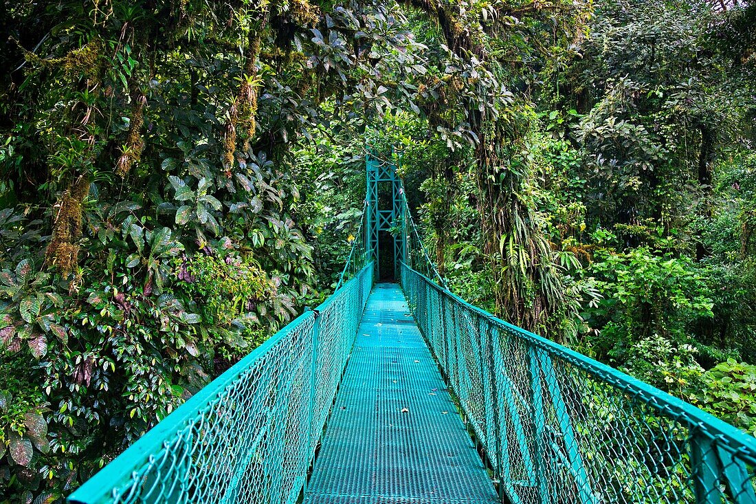 Sky walk over tropical forest, Monteverde Cloud Forest Reserve, Santa Elena, Costa Rica.