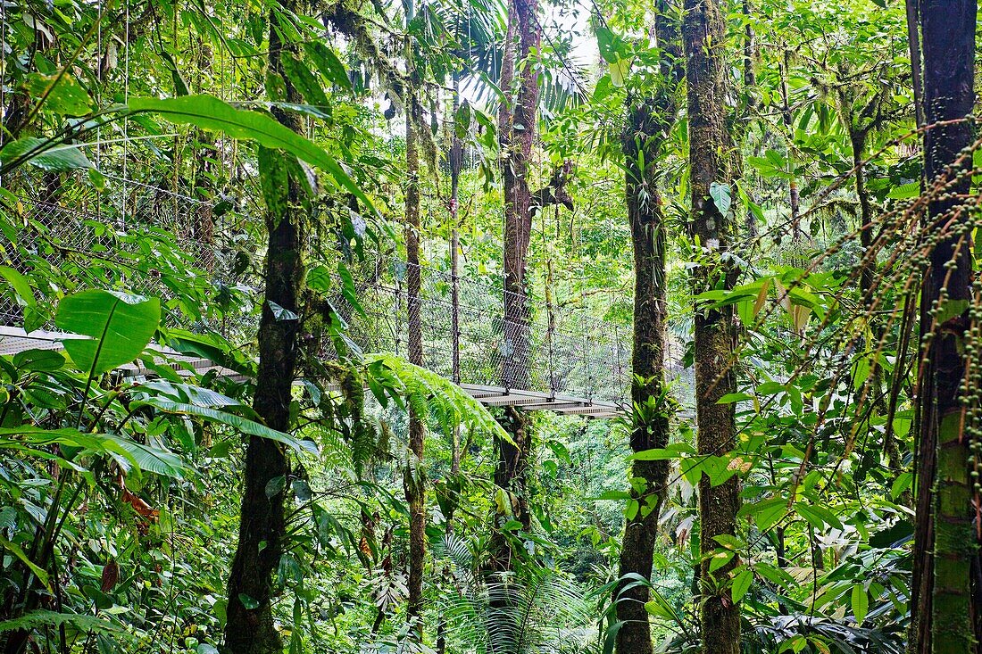Forest, Arenal National Park, Costa Rica.