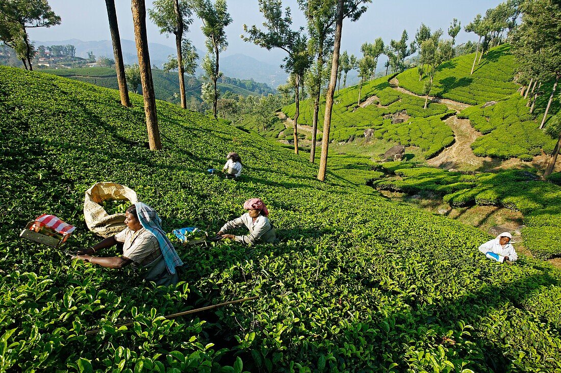 Tea plantation, Munnar, Kerala, India.