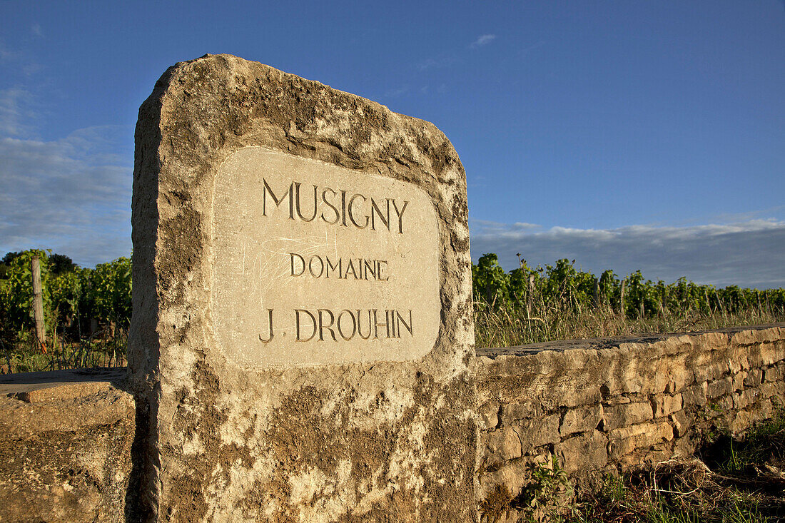 Vineyards Of Musigny, Domaine J. Drouhin, The Great Burgundy Wine Road, Vougeot, Cote D’Or (21), France