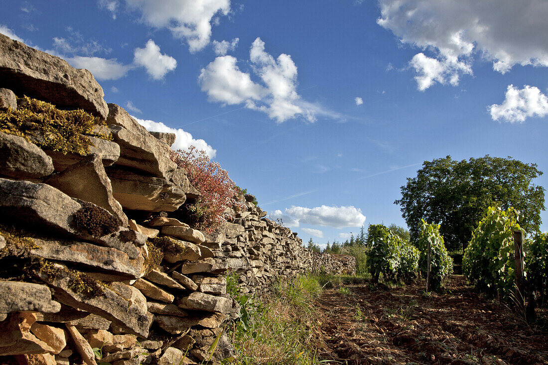 Low Stone Wall Surrounding The Meursault Vineyards, The Great Burgundy Wine Road, Cote D’Or (21), France