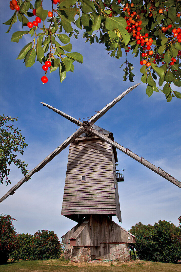 Cherry Trees And Cherries In Front Of The 15Th Century Fernand Barbier Windmill, Levesville-La Chenard, Eure-Et-Loir (28), France