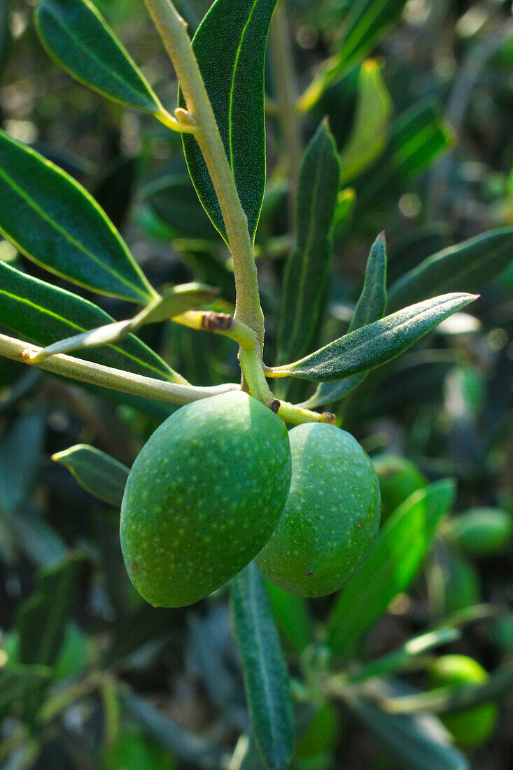 Olives On The Branches Of An Olive Tree, Fruit Rich In Vitamins A And E, Corsica, France