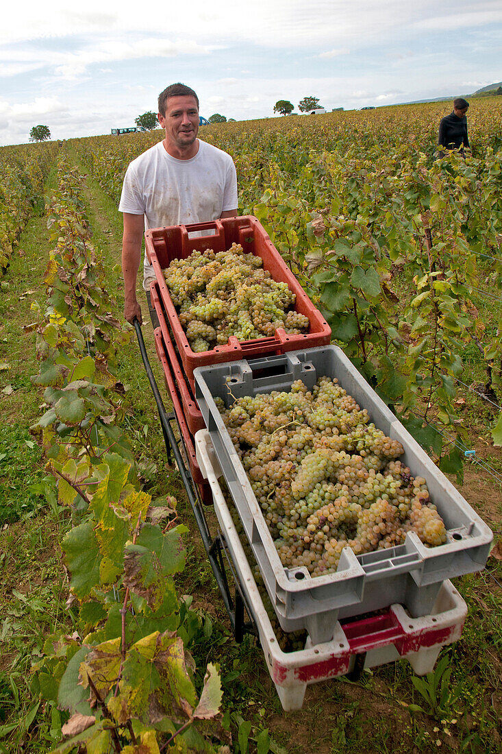 Hand Picking Of The Grapes, Burgundy White, Huber-Verdereau Vineyards, Volnay, Cote-D’Or (21), Burgundy, France