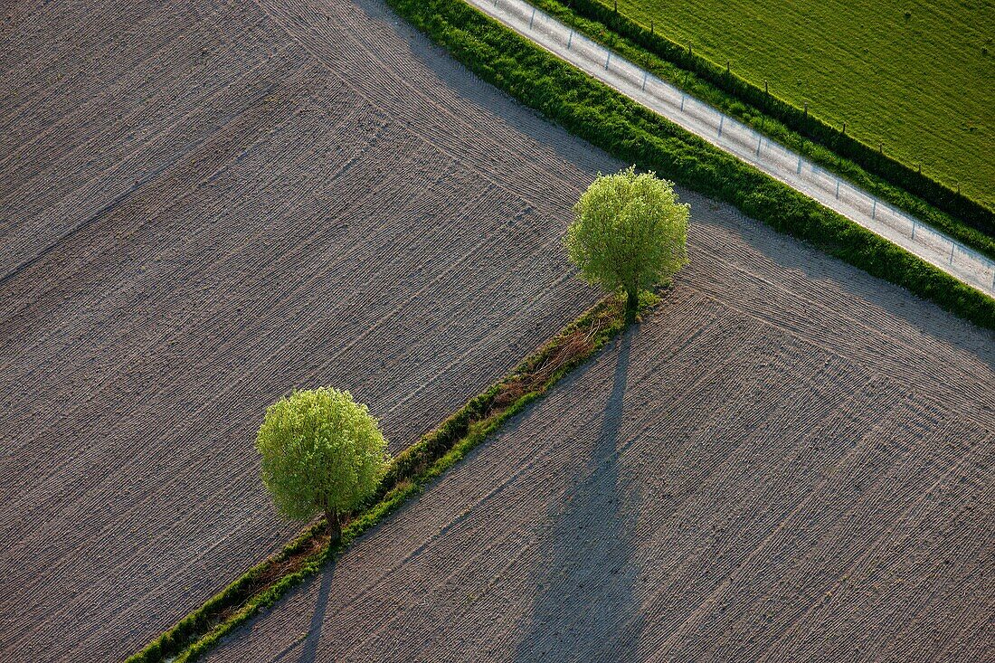 (photo aérienne),/France, Pyrenees-Orientales (66), landscape, agricultural, graphics, fields and trees, /, (aerial photo)
