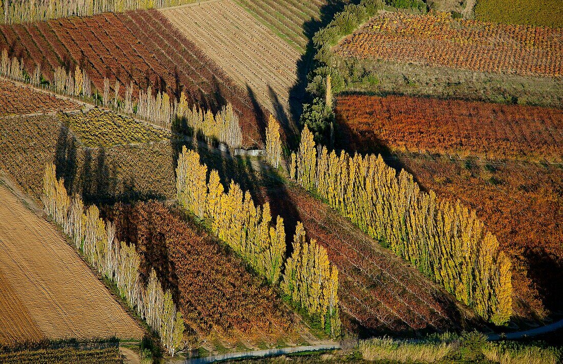 France, Pyrenees-Orientales (66), Landscape, fanfold line of poplars, which protects the crop (aerial photo)