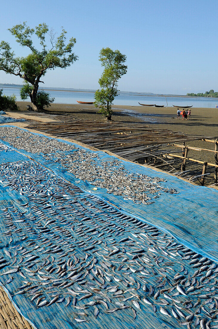Burma Myanmar Bengal's bay Chaungta beach small fishes are drying on a blue net