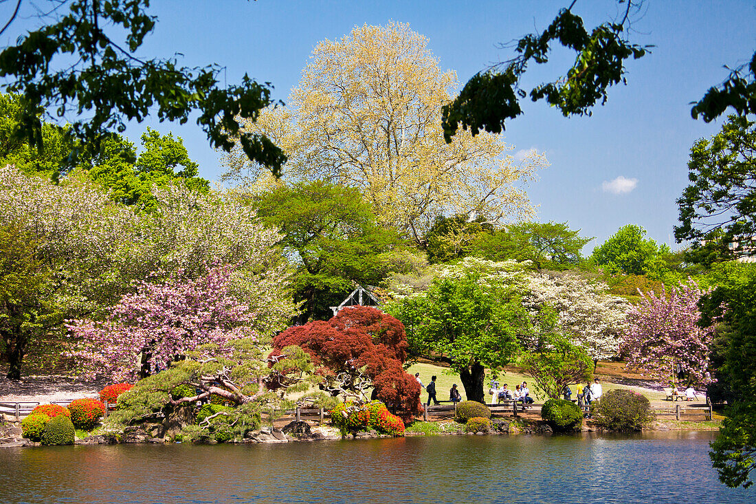 Japan, Tokyo City, Shinjuku District, Shinjuku Gyoen Gardens