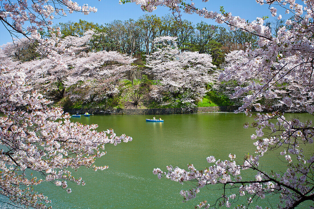 Japan, Tokyo City, Cherry Blossoms at Chidorigafuchi, Down Town Tokyo