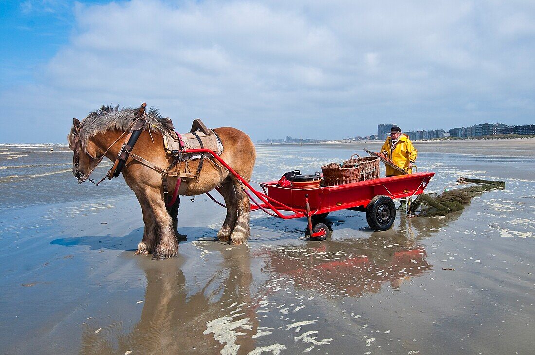 'Europe, Belgium, North Sea, Western Flanders, Oostduinkerke, Gillis Scottlaan street, the shrimp fisherman Marius Dujardin and his plough horse ''Fanny'''