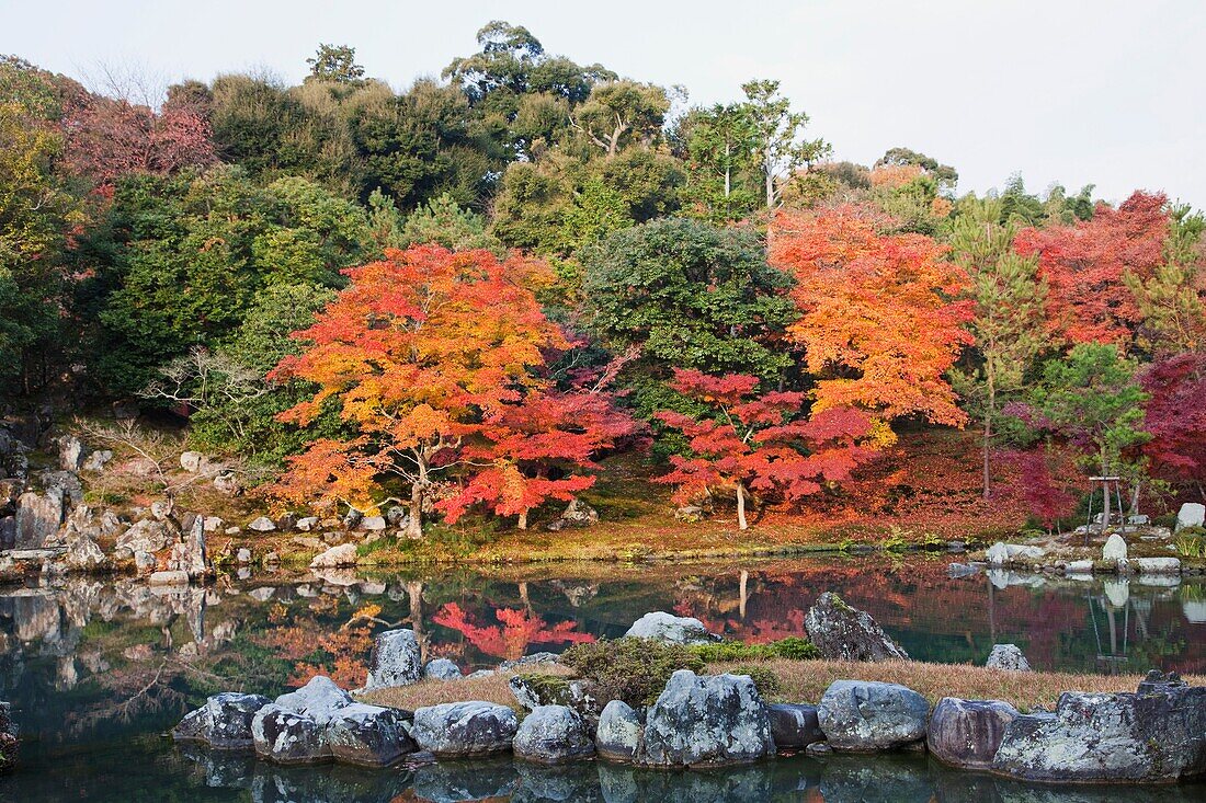 Japan,Kyoto,Arashiyama,Tenryuji Temple,Autumn Leaves in the Landscape Garden