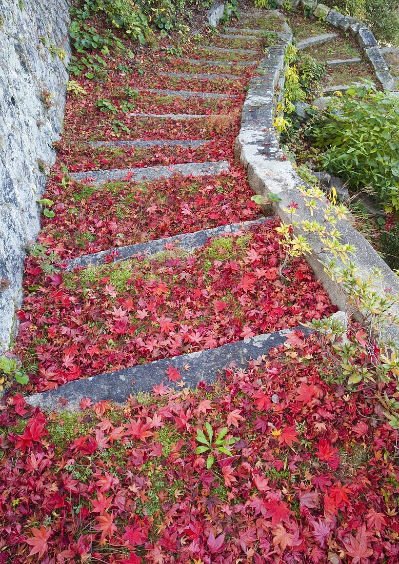 Japan,Miyajima Island,Omoto Park,Autumn Leaves on Steps